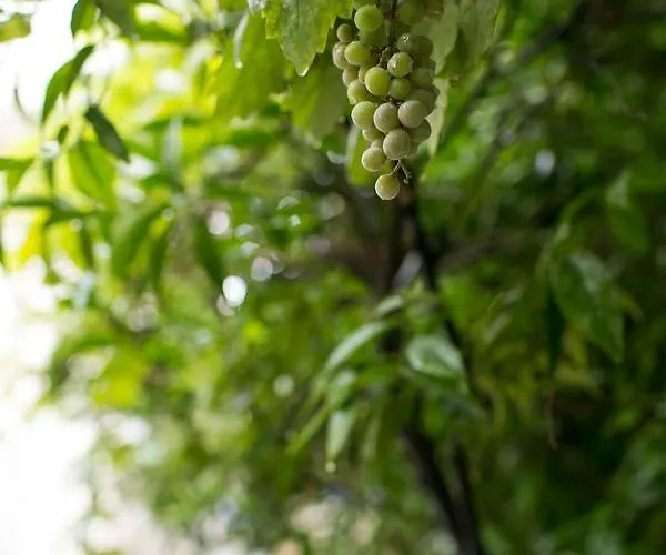 Casa de Férias Athená Luxury *